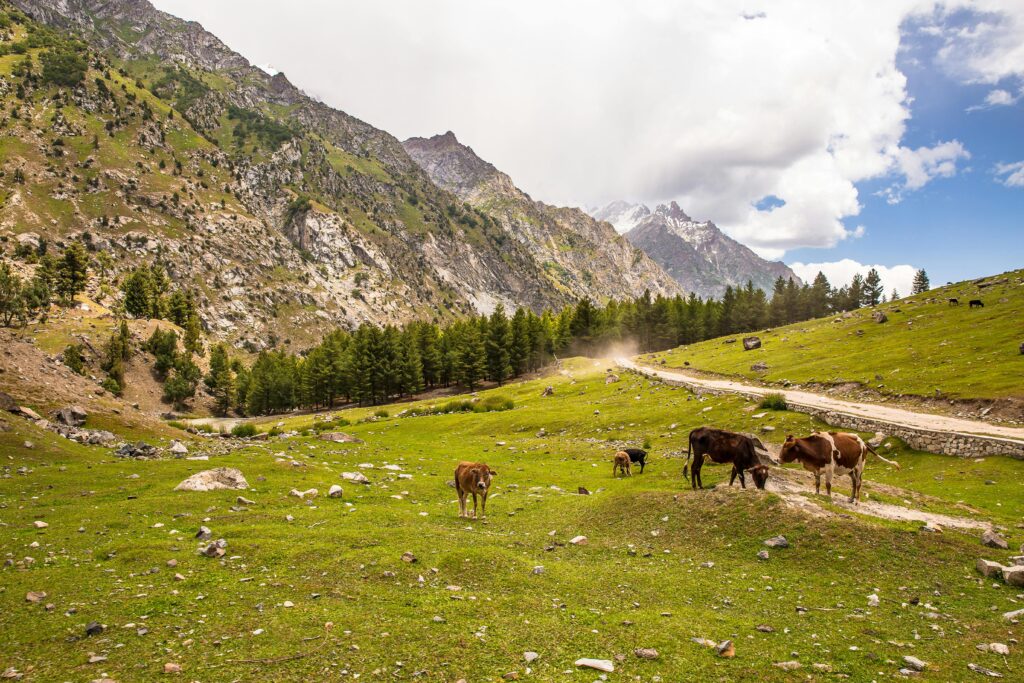 Grazing cows in a picturesque mountainous landscape in Pakistan during a clear day.