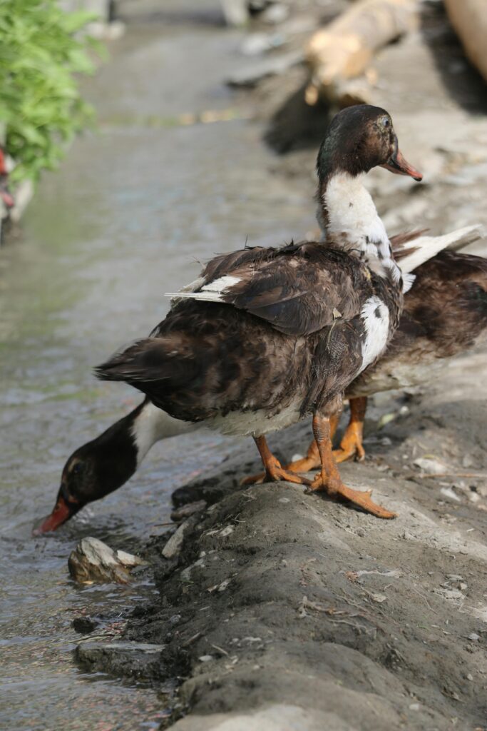 Ducks drinking at riverbank in Yasin Valley, captured in natural habitat.