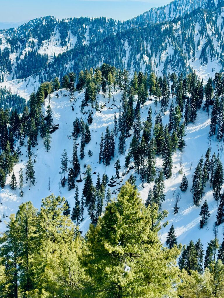 A stunning aerial view of a snow-covered forest in Malam Jabba, Pakistan during winter.