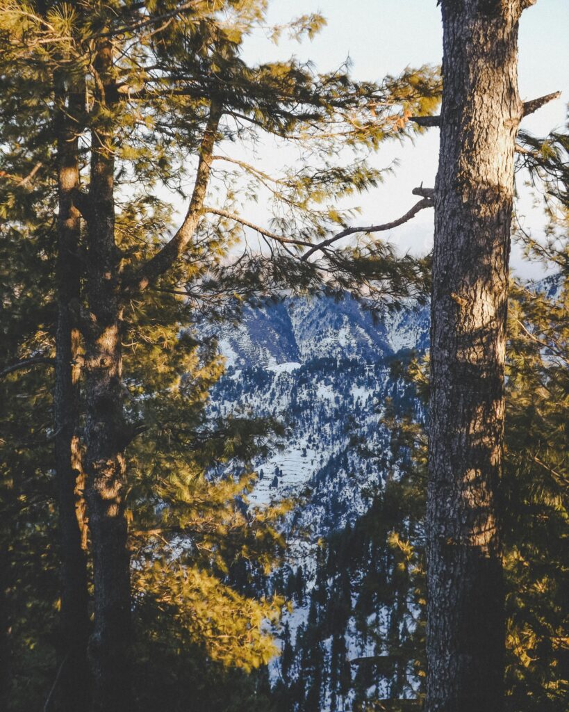 Captivating view of snow-covered mountains through lush forest trees at Malam Jabba, Pakistan.